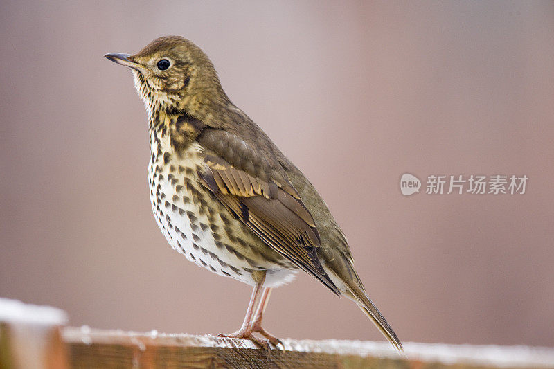 歌鸫(Turdus philomelos)